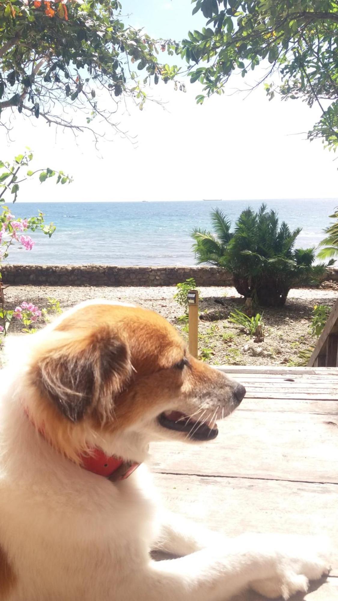 Paseo Del Mar Seaside Inn Jagna Zewnętrze zdjęcie